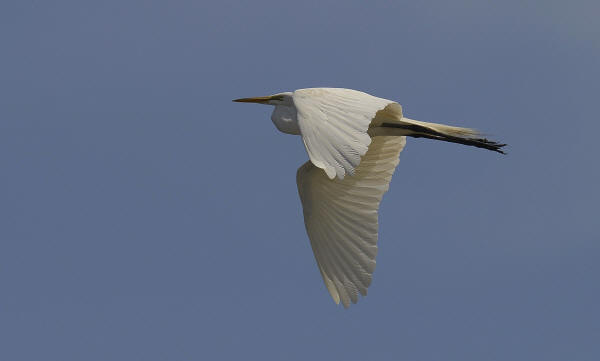 Great Egret