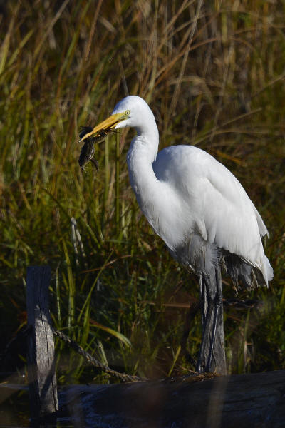Great Egret