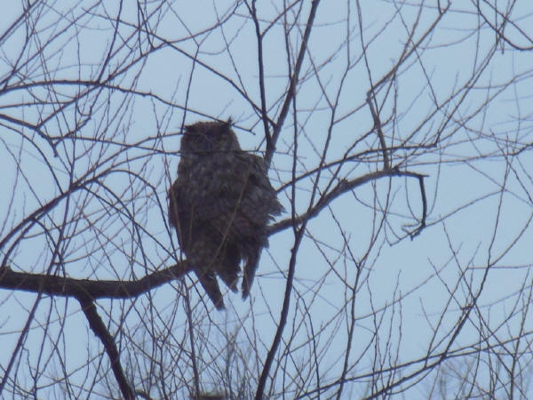 Great Horned Owl