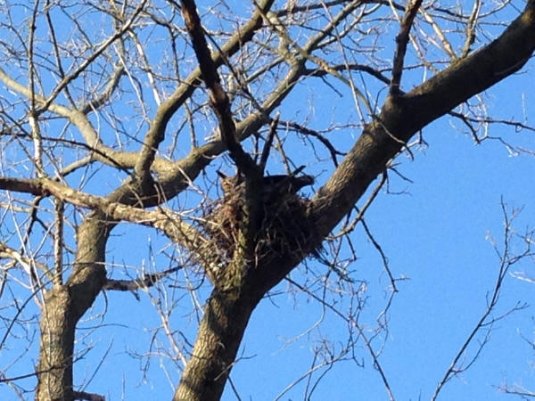 Great Horned Owl