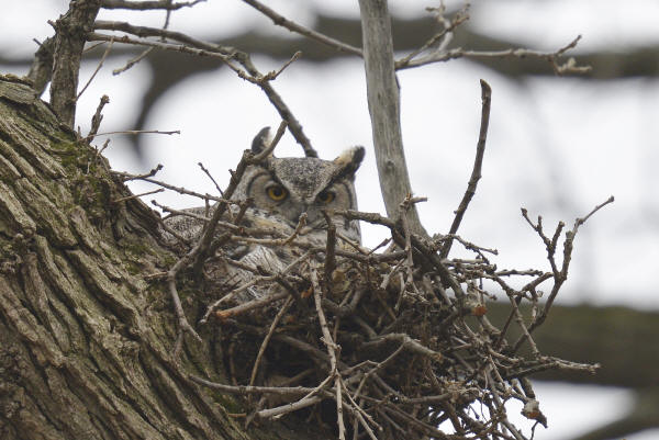 Great Horned Owl