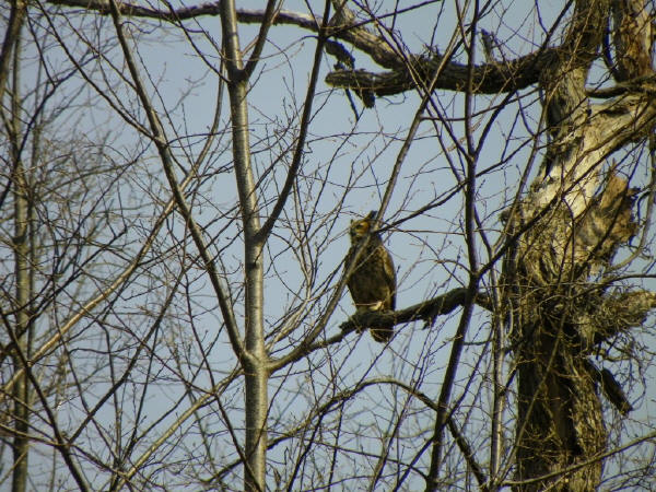 Great Horned Owl