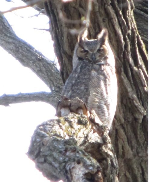 Great Horned Owl