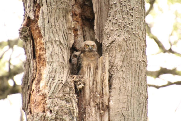 Great Horned Owlets