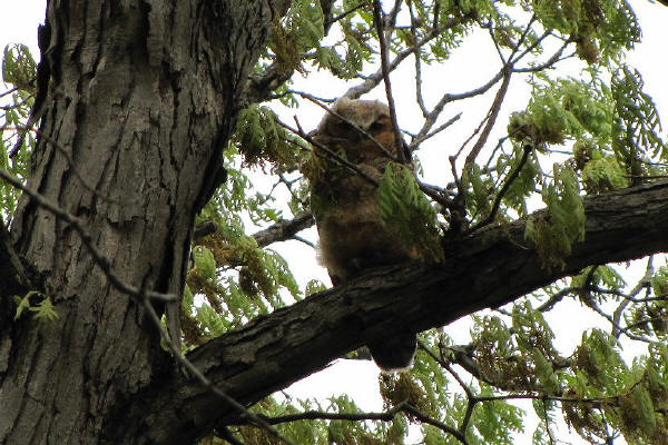 Great Horned Owlet
