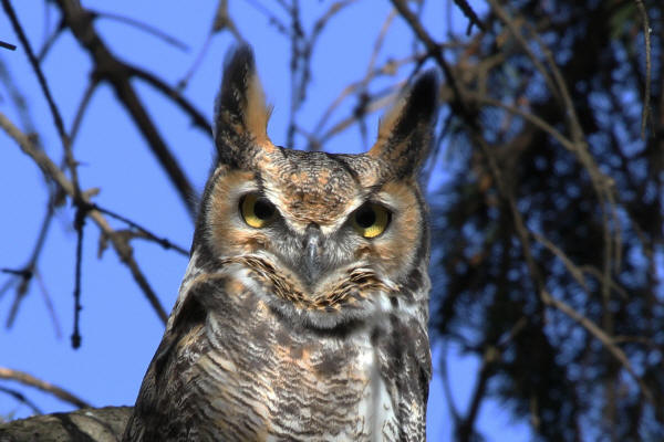 Great Horned Owl