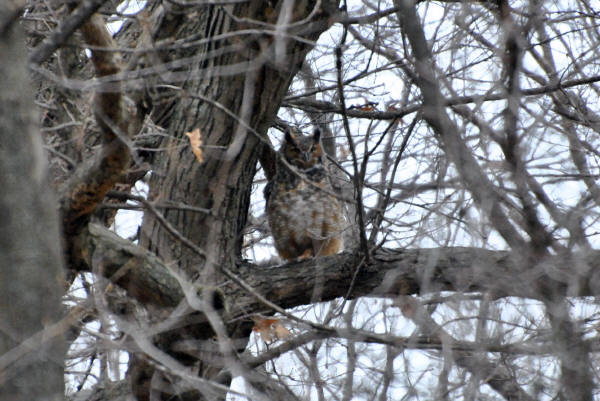 Great Horned Owl
