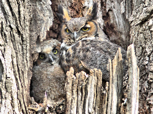 Great Horned Owl and Owlet