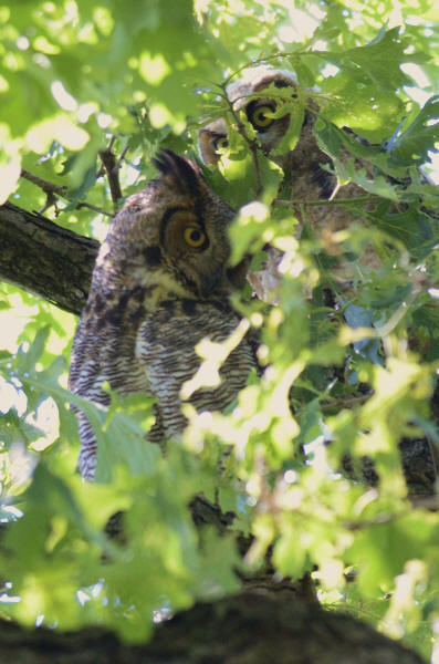 Great Horned Owl and owlet