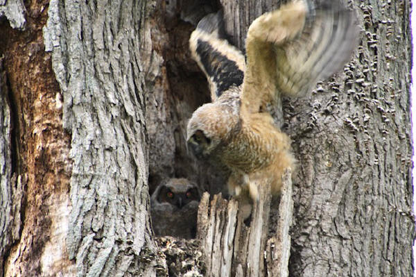 Great Horned Owlets