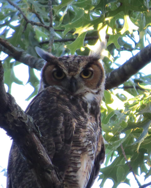 Great Horned Owl