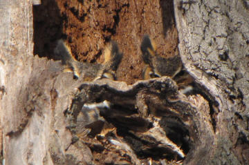 Great Horned Owls