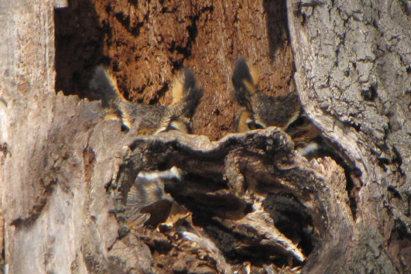 Great Horned Owls