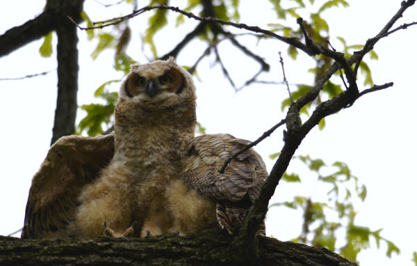 Great Horned Owlet