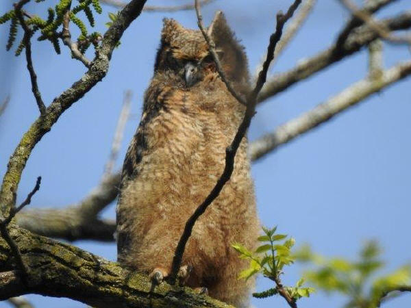 Great Horned Owlet
