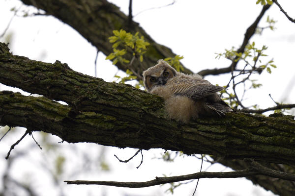 Great Horned Owlet