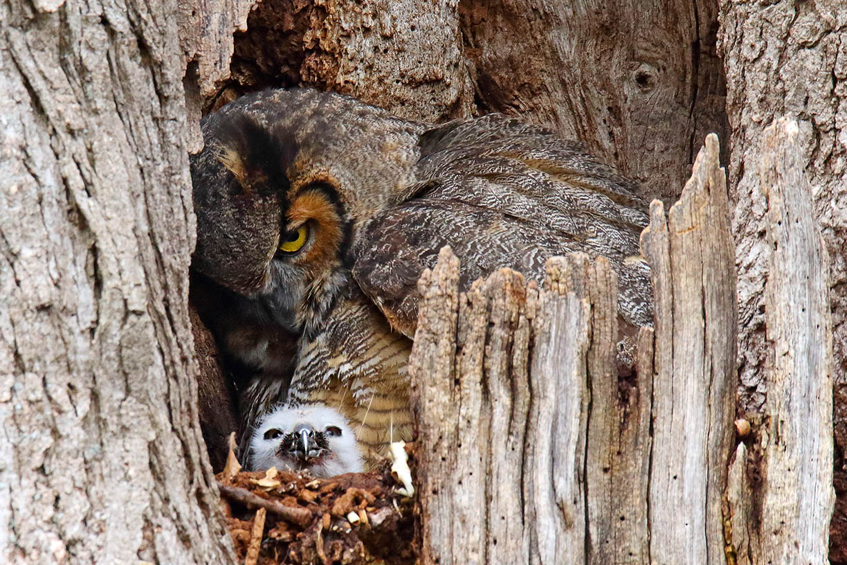 Great Horned Owls