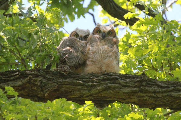 Great Horned Owlets