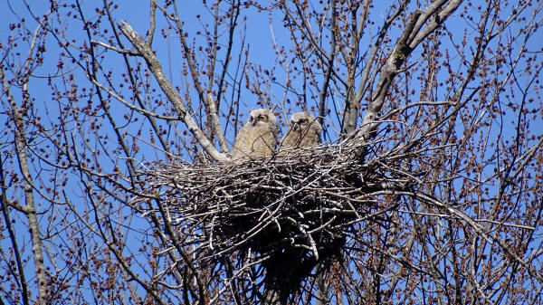 Great Horned Owls