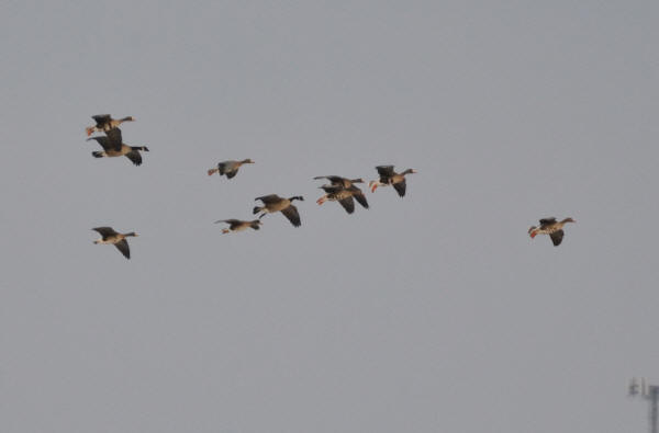 Greater White-fronted Geese