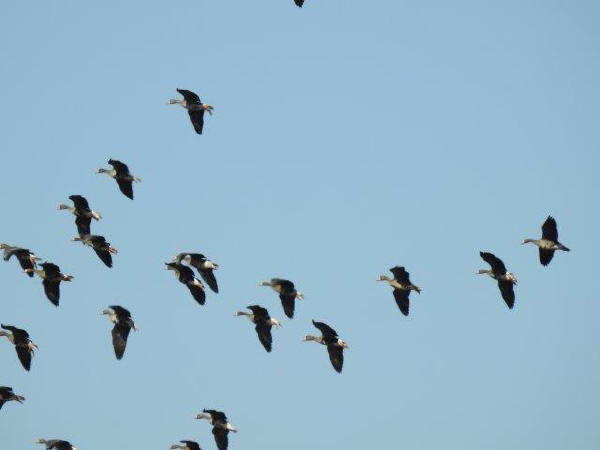 Greater White-fronted Geese