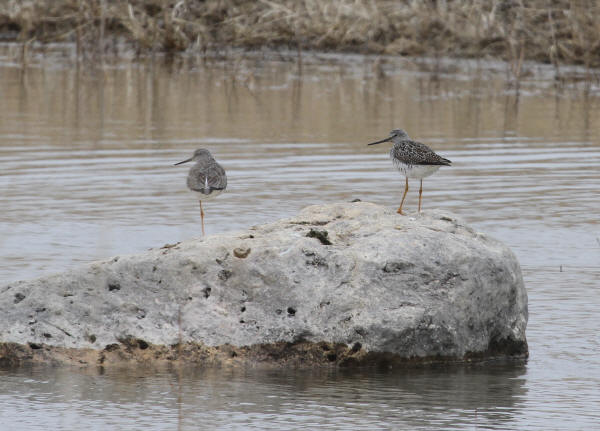 Greater Yellowlegs