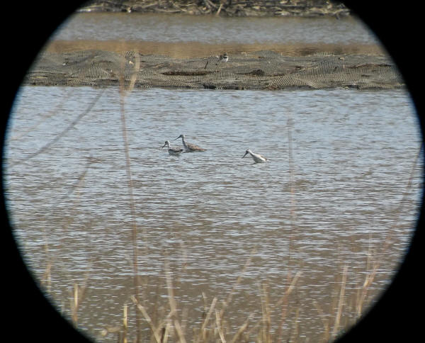 Greater Yellowlegs