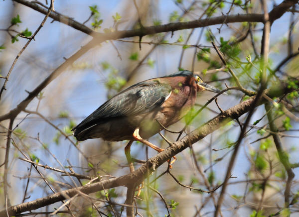 Green Heron
