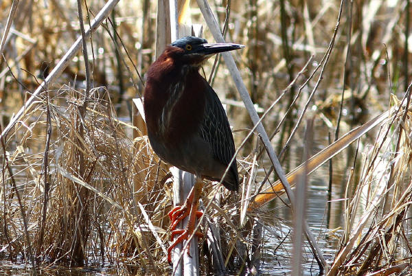 Green Heron