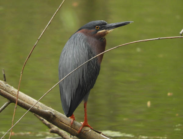 Green Heron
