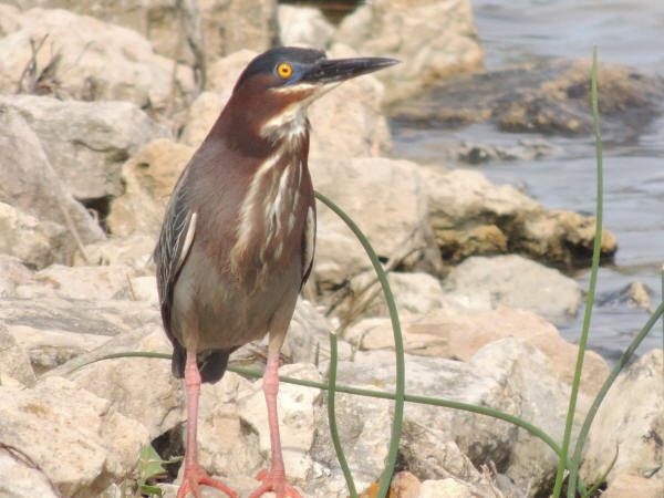 Green Heron
