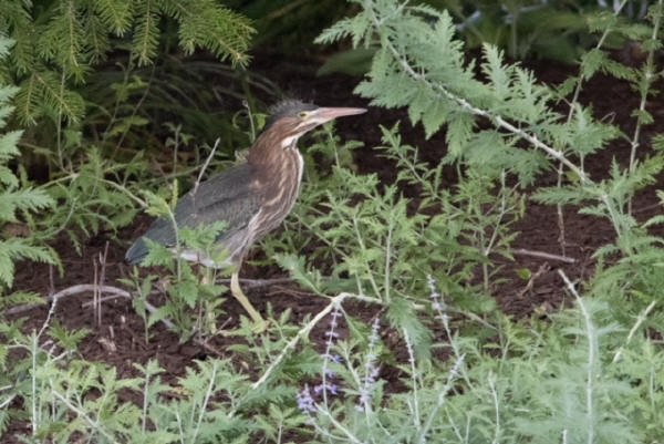 Green Heron
