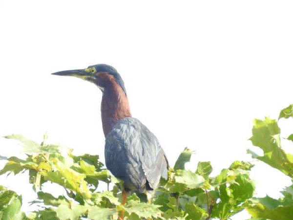 Green Heron