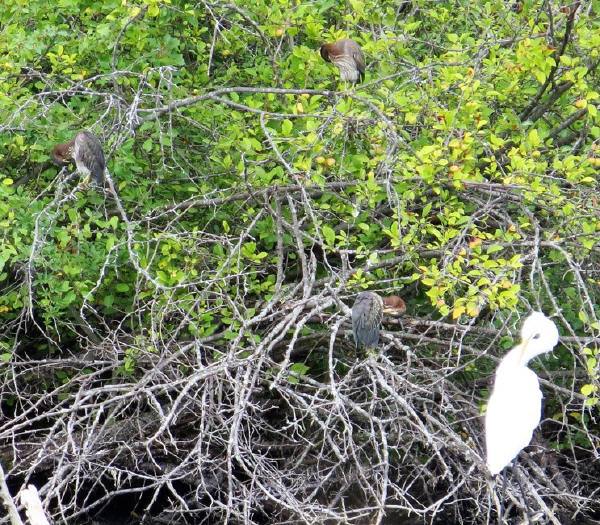 Green Herons