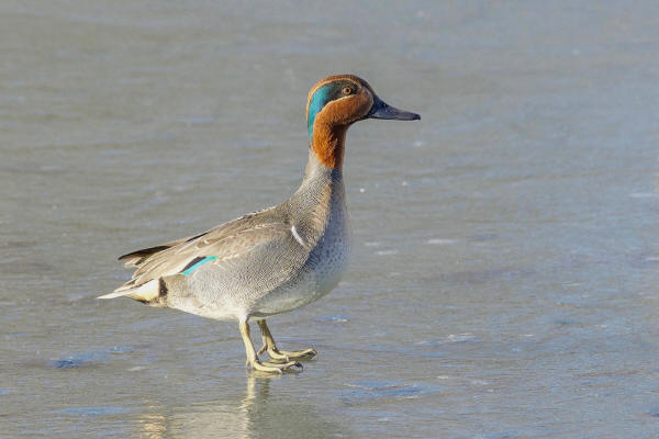 Green-winged Teal