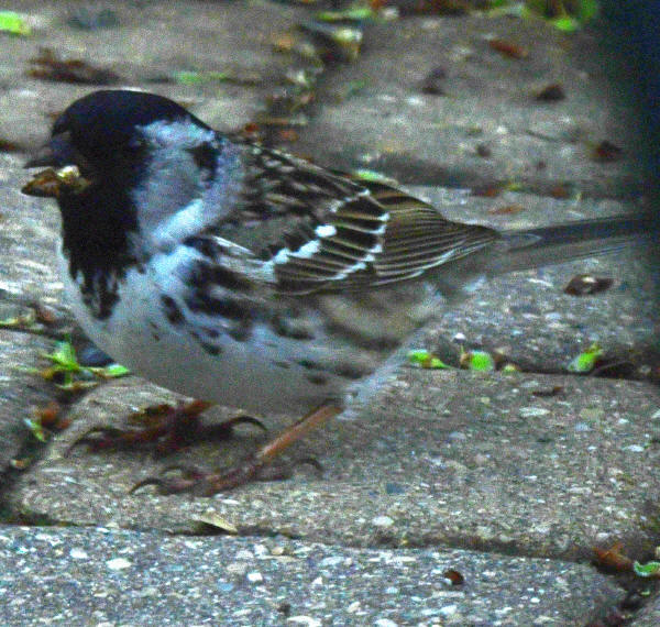 Harris's Sparrow