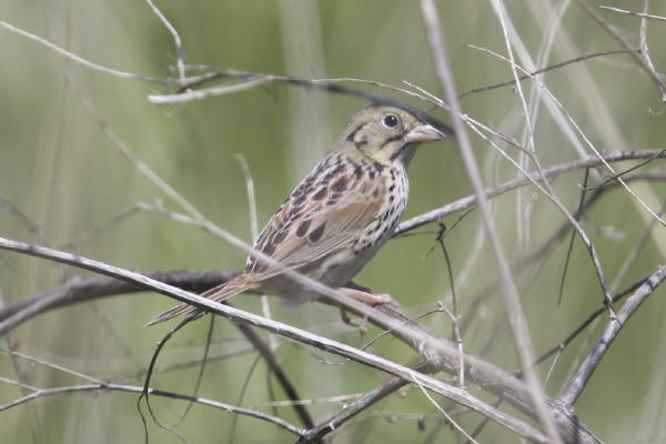 Henslow's Sparrow