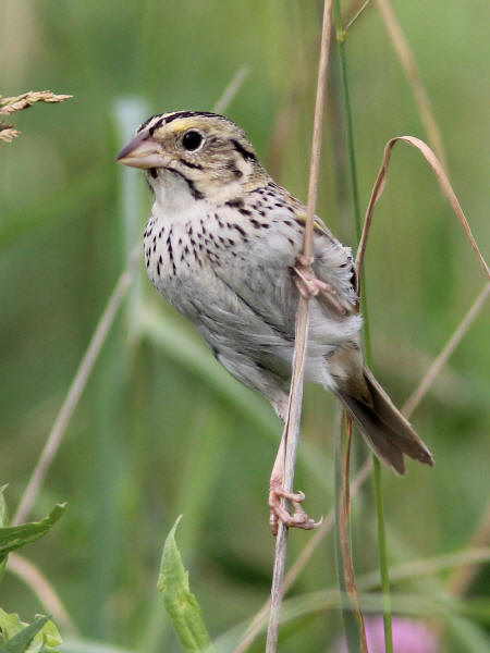 Henslow's Sparrow