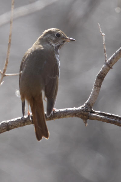 Hermit Thrush