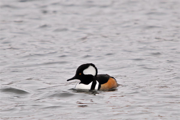 Hooded Merganser