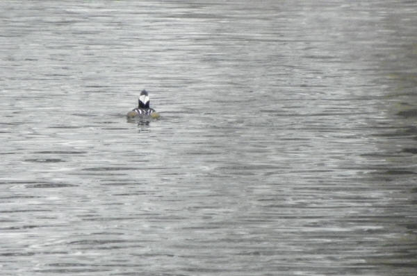 Hooded Merganser