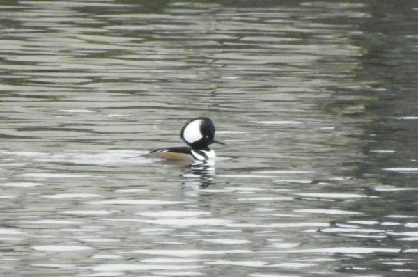 Hooded Merganser