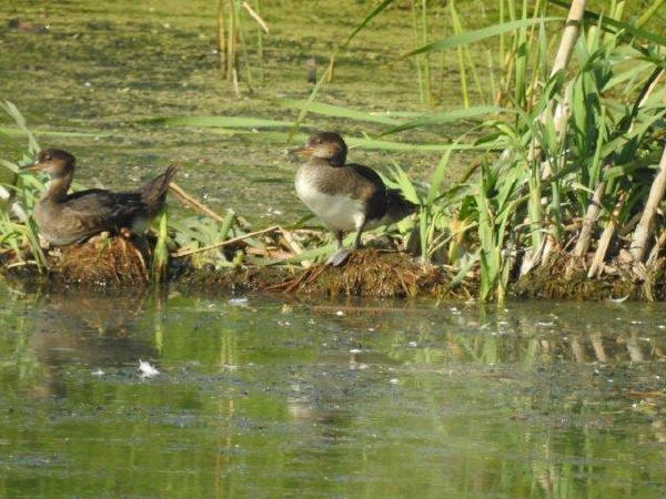 Juvenile Hooded Mergansers