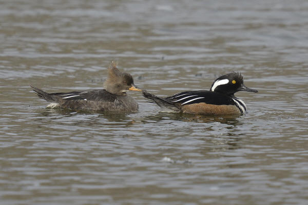 Hooded Mergansers