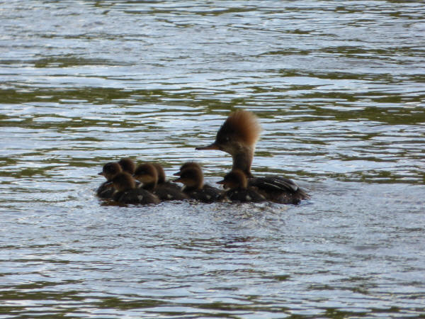 Hooded Mergansers