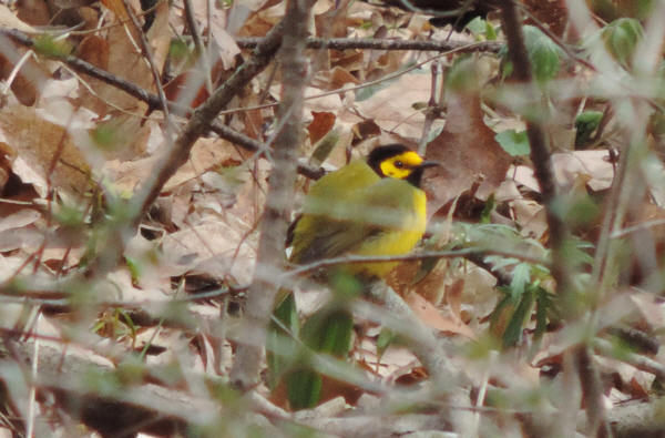 Hooded Warbler