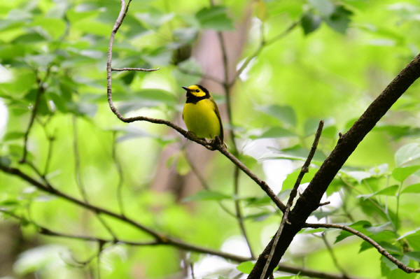 Hooded Warbler