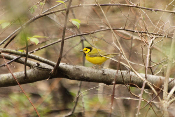 Hooded Warbler
