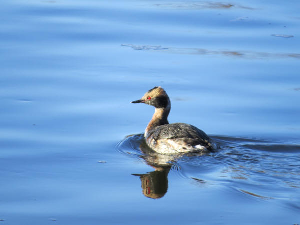 Horned Grebe