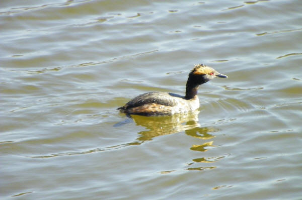 Horned Grebe